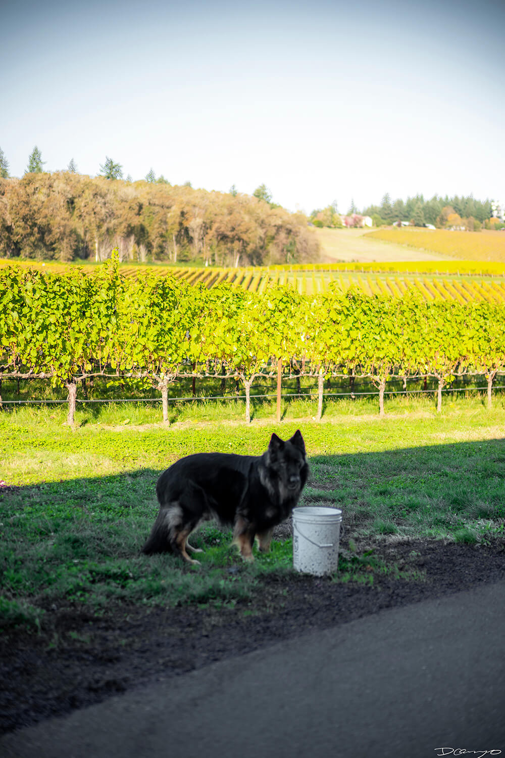 Photos with Communique Wines in McMinville, Oregon, in the Fall of 2020.